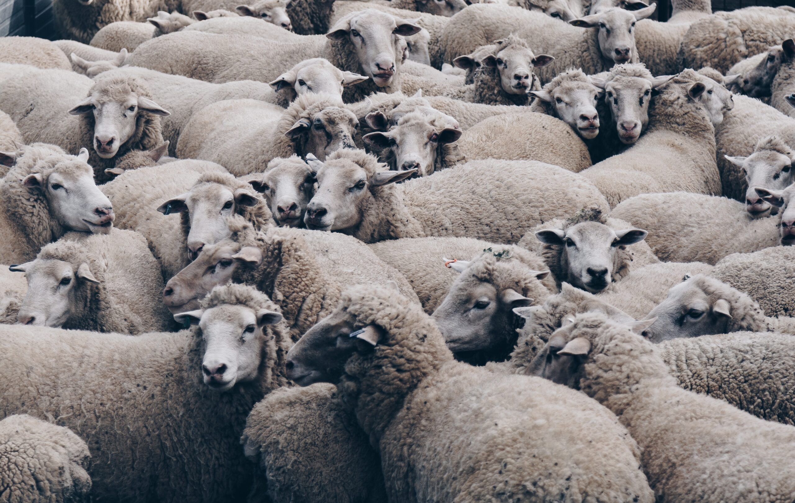 Image shows herd of sheep standing closely together
