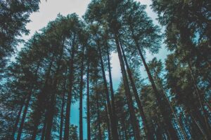 Climate Change adaptation and mitigation