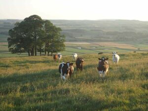 Why is eating meat bad for the environment I